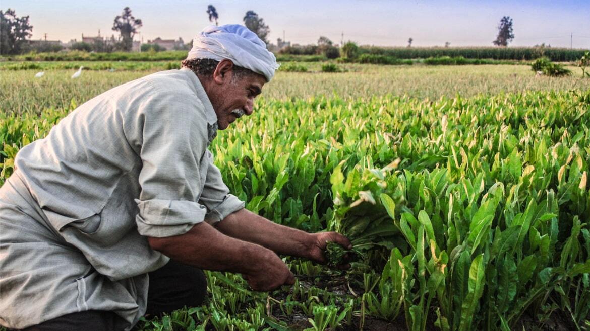 Egypt Farmer Harvest 